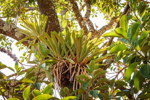 Een cluster bromelia's