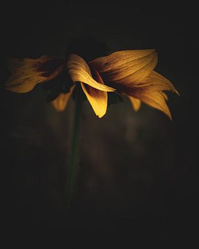 Yellow flower by honey_m_i_l_k_photo