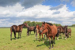 Troupeau de chevaux sauvages bruns dans un paysage naturel