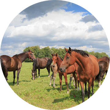 Een kudde paarden met veulens in een Drents weidelandschap