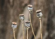 Papaver van Petra Kroon thumbnail