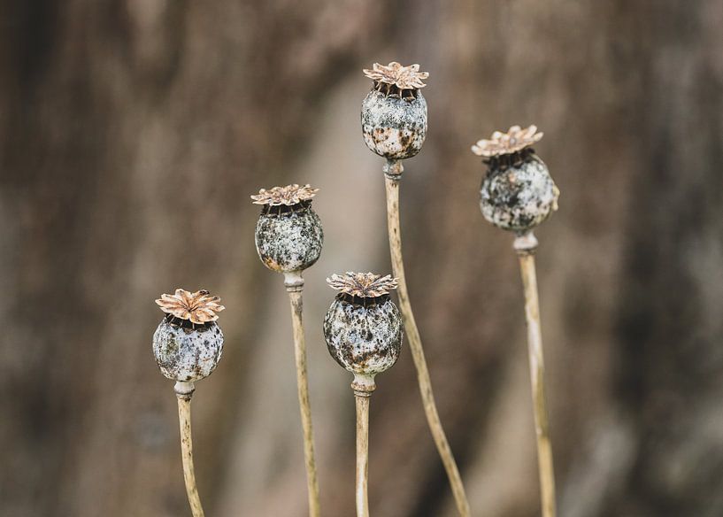 Papaver van Petra Kroon