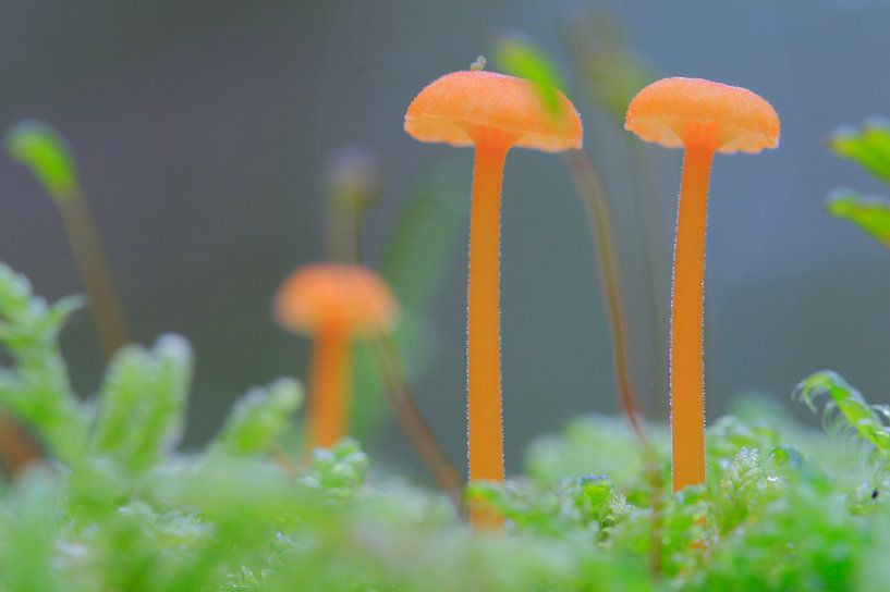 Kleine paddenstoelen op mosgrond van Mark Scheper