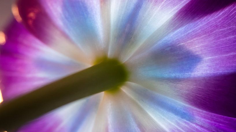 Bloemen in de natuur van Mustafa Kurnaz