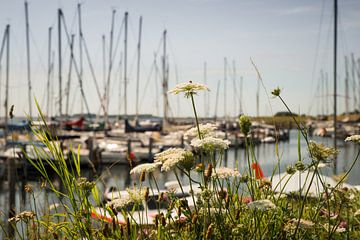 Haven Ouddorp