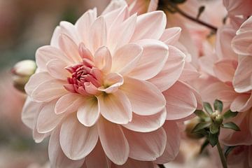 Dahlia sur Jan Schuler