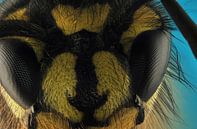 The primitive Dutch wasp. Vespa vulgaris and what photogenic insects they are, great. by Rob Smit thumbnail