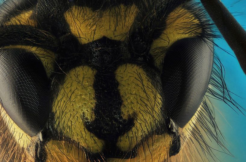 The primitive Dutch wasp. Vespa vulgaris and what photogenic insects they are, great. by Rob Smit