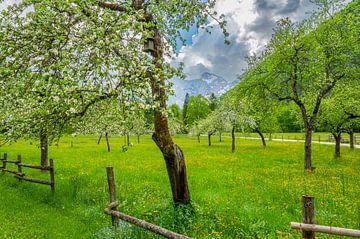 Orchard with fruit trees during spring in the Alps by Sjoerd van der Wal Photography