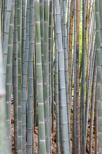 bamboo