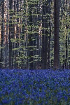 Fresh green leaves of beech and purple of wild hyacinth