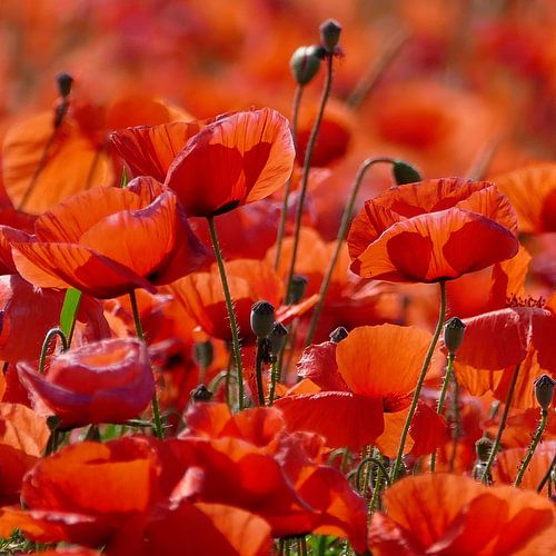 Poppy zomer in het kwadraat