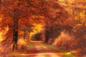 Goldenes Herbstlicht fällt auf einen Waldweg in Drenthe