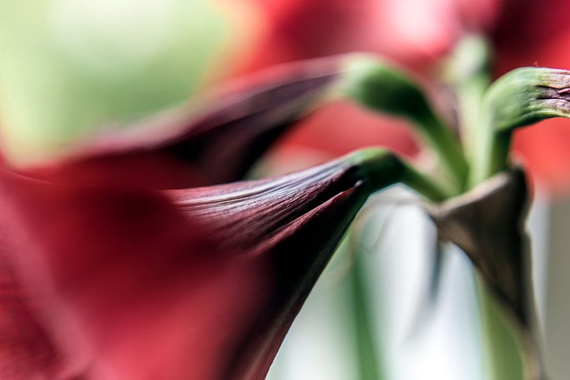 Blume I - Amaryllis par Michael Schulz-Dostal