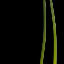 Daffodil stems (right) by Stephan Van Reisen