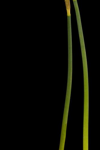 Narcissen stengels rechts