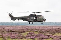 Puma-Transporthubschrauber