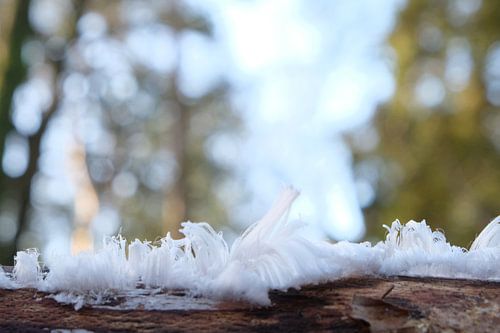 ice hair in forest in morning light