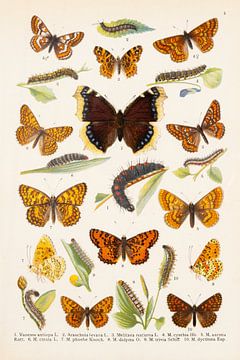 Kleurenplaat met 13 afbeeldingen van vlinders van Studio Wunderkammer