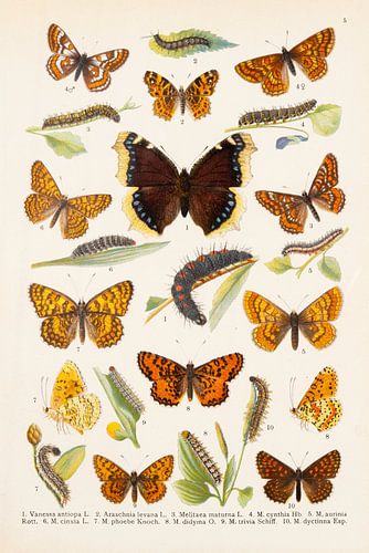 Kleurenplaat met 13 afbeeldingen van vlinders