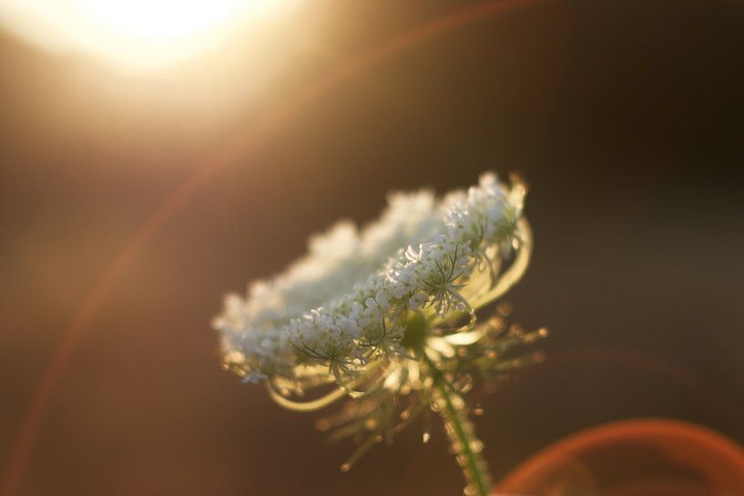 Wild carrot by David Middelman