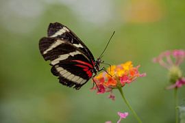 Vlinder by Marcel Kelfkens