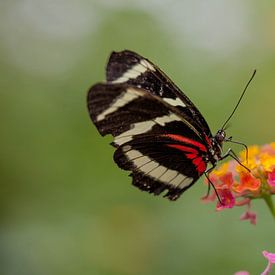 Vlinder von Marcel Kelfkens