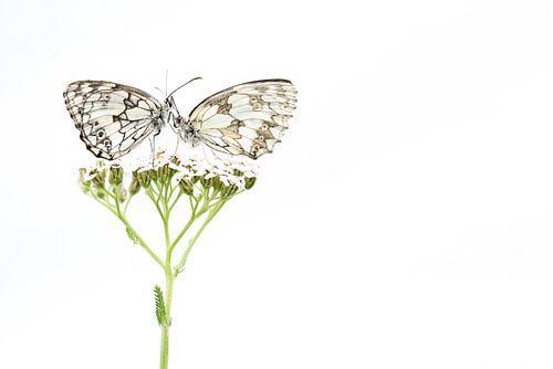 Begegnung zwischen Schmetterlingen