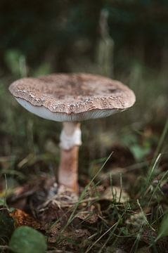 Forest dweller by Marianne Bal