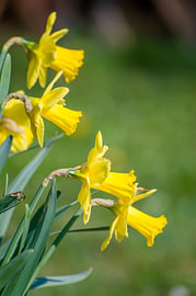 Yellow daffodil flowers growing in a sunny spring garden by Milcho Milev