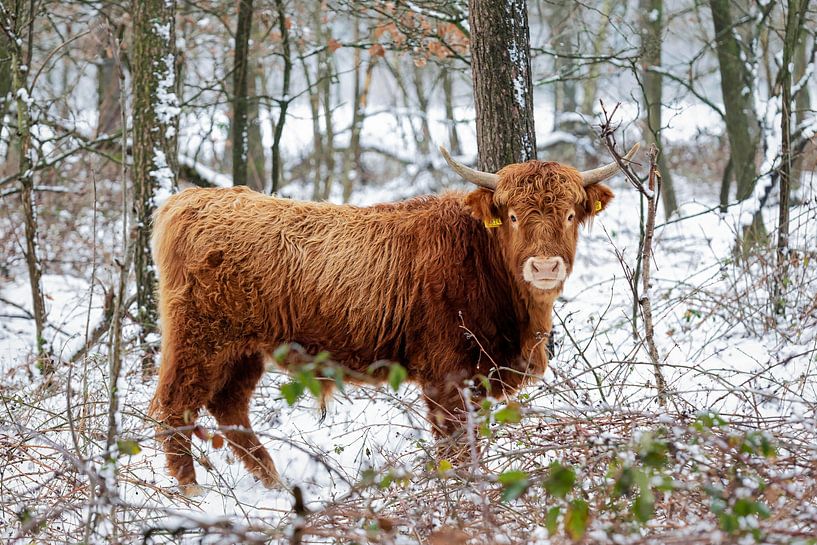Scottish Highlander in a winter landscape by picsbyronenvief
