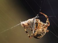 Kruisspin met prooi in web