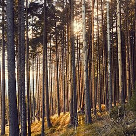 la lumière dorée du soleil dans la forêt sur Christian Buhtz