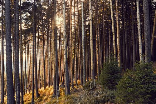 golden sunlight in the forest
