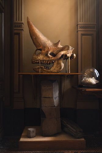 History | museum | fossiel | wallart