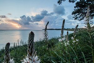 Plantes à fleurs sur la route cotière aux Grands Sables, Belle Ile en Mer, France sur Arthur Puls Photography