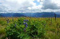 Lupinen am Hurricane Ridge von Jeroen van Deel Miniaturansicht