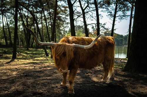 Schottischer Highlander