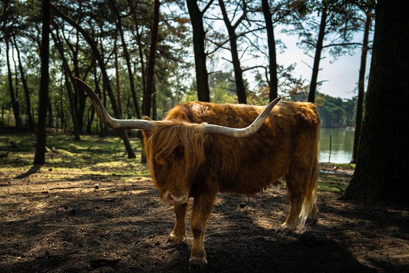 Scottish Highlander by Wijnand 