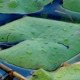 Water pleasure sur Barbara  van der Weijden