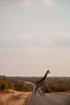 Overstekende Giraffe van Jarno Dorst