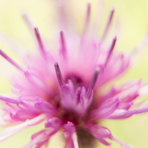 3 van vierluik: Knoopkruid