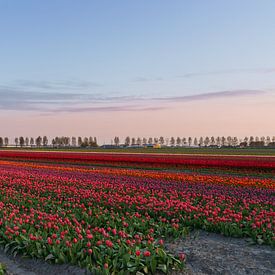 Tulpenveld van Captured By Manon