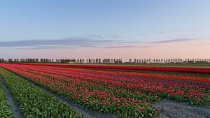 Tulpenveld van Captured By Manon