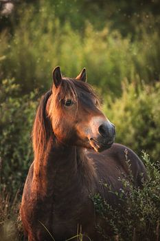 Exmoor pony