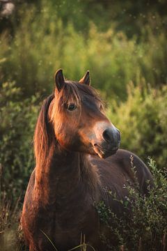 Poney Exmoor sur Desiree de Vries