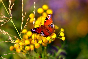 Autumn flowers with peacock butterfly by Silva Wischeropp