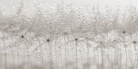 Abstraktes Tröpfchenpanorama von Marjolijn van den Berg