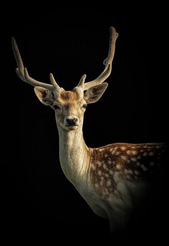 Deer: portrait of a deer with black background