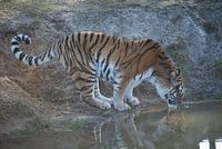 Tijger drinkt water